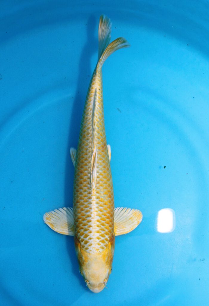 Izu011     Izumiya      Yamabuki     38cm