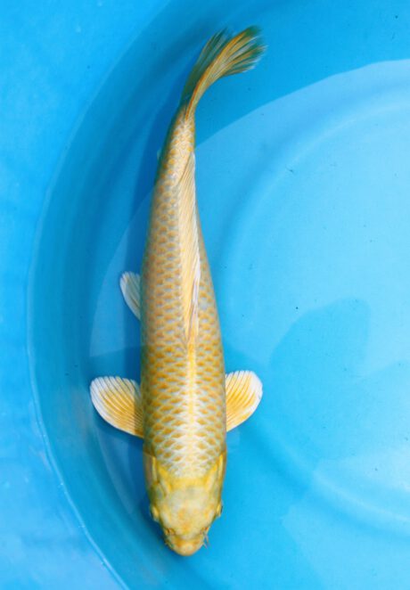 Izu013     Izumiya      Yamabuki     43cm