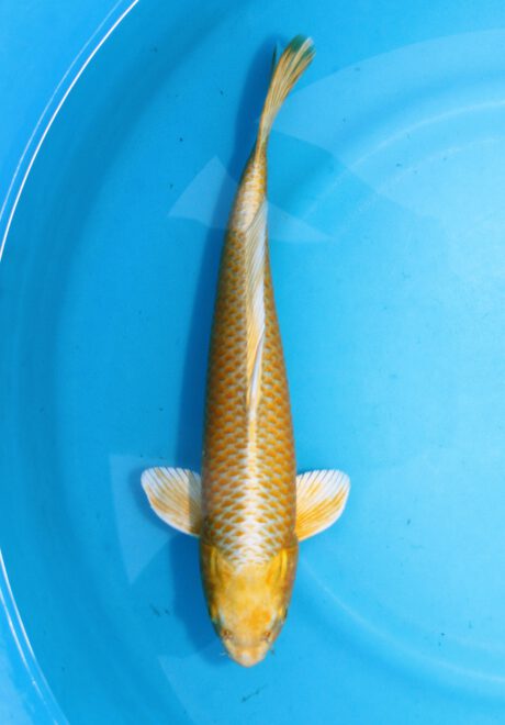 Izu010 Izumiya Yamabuki 36cm