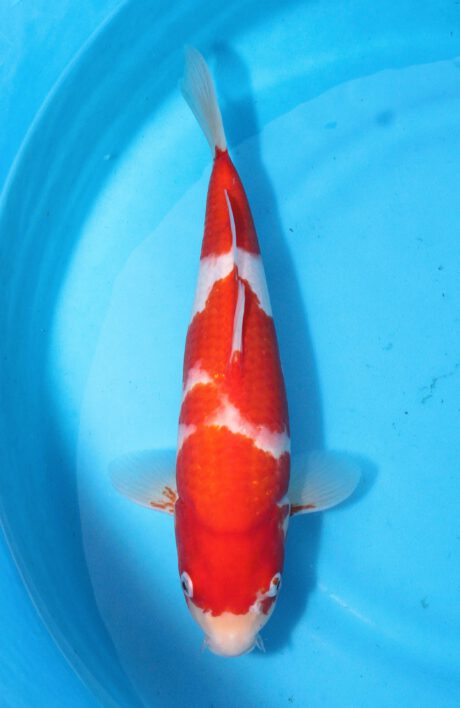 Sak018     Sakai     Kohaku     36cm