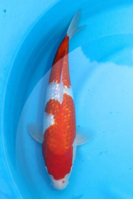 Shi026       Shinoda     Ginrin Kohaku      36cm