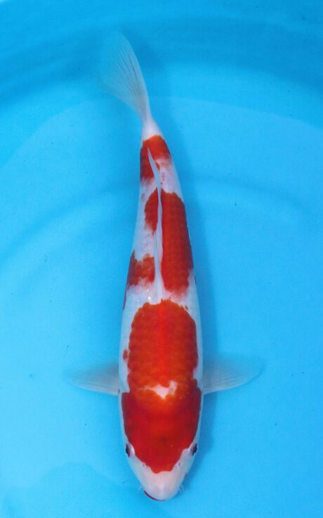 Sak022     Sakai     Kohaku     36cm