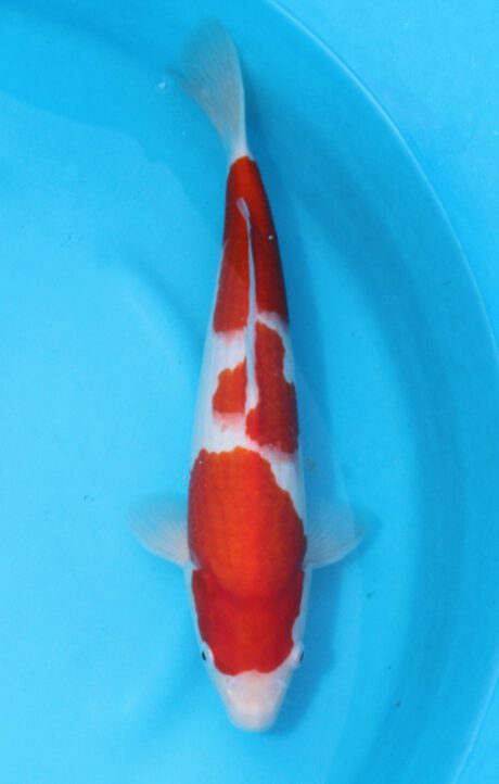 Sak019 Sakai Kohaku 39cm