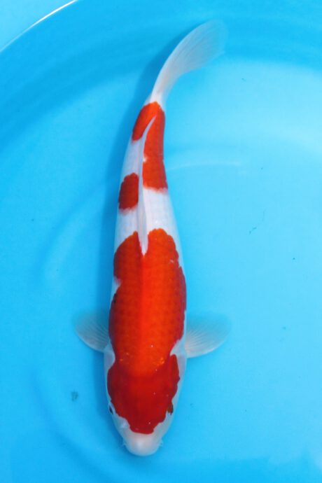 Mrh027     Maruhide      Kohaku     45cm
