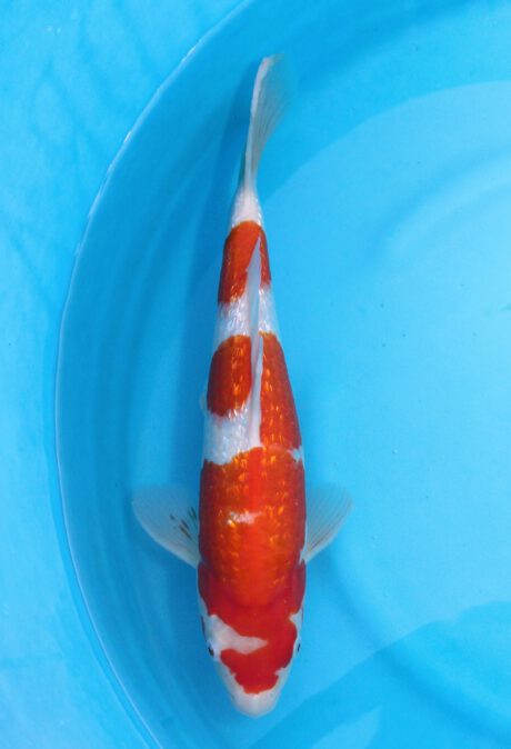 Shi021       Shinoda     Ginrin Kohaku      37cm