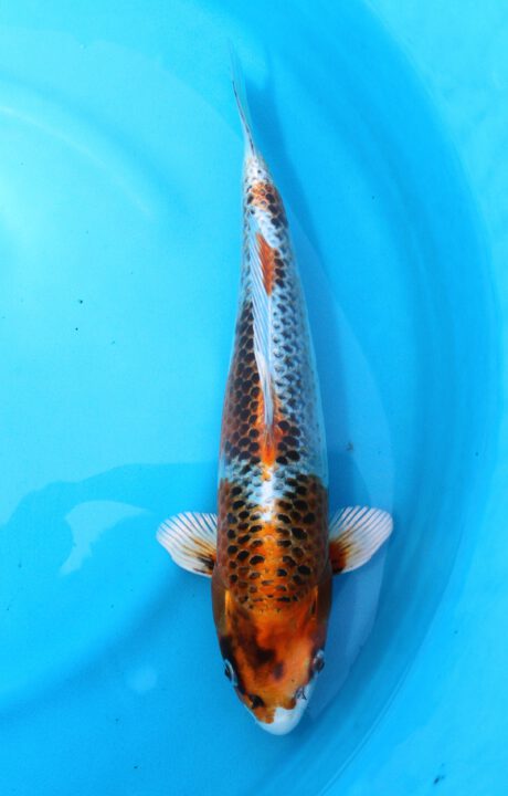 Omo060     Omosako     Kujaku     37cm