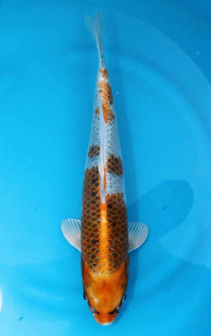 Omo061     Omosako     Kujaku     42cm