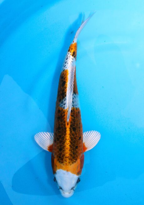 Omo062     Omosako     Kujaku     40cm