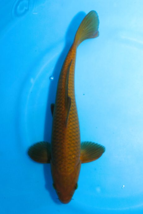 Mar058   Marusei     Chagoi     39cm