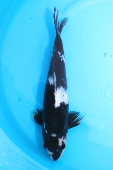 Omo039    Omosako    Shiro Utsuri     37cm