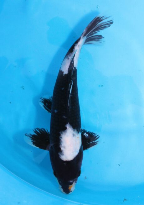 Omo013    Omosako    Shiro Utsuri     32cm