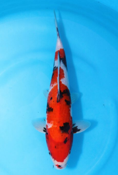 Mrh041     Maruhide      Showa    37cm