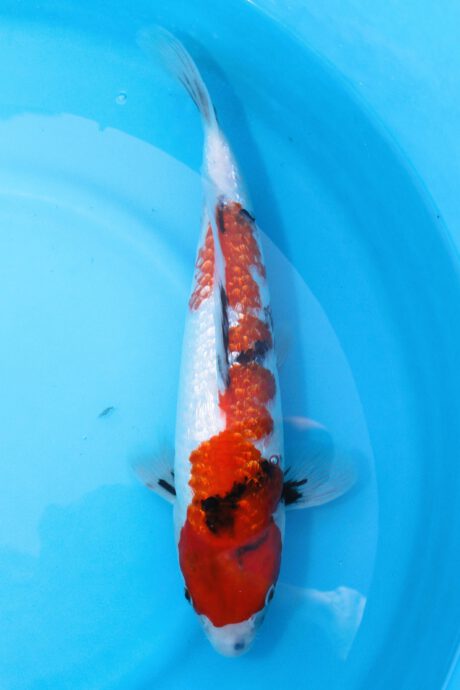 Isa038  Isa   Ginrin Showa    40cm