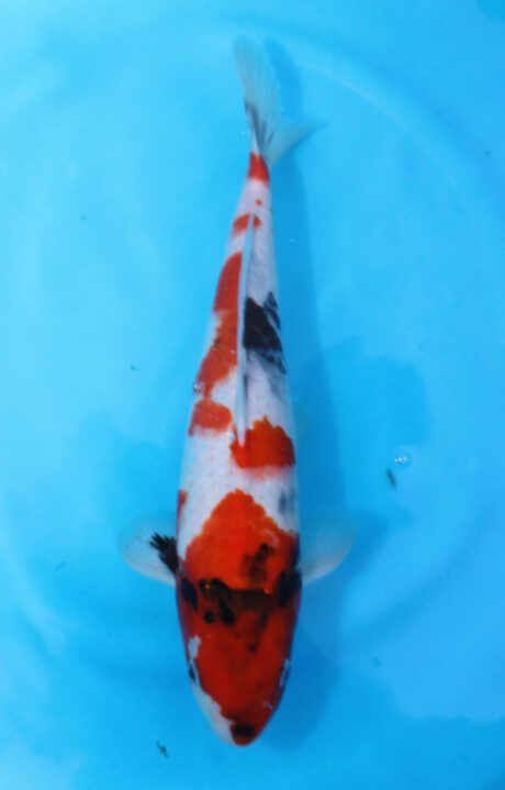 Mrh043     Maruhide      Showa    37cm