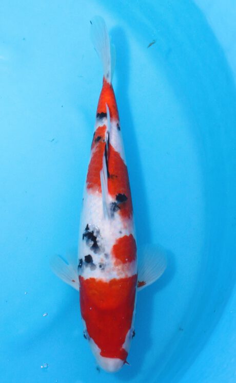 Ogata33       Ogata Koi Farm       Sanke  Sakai Blutlinie    37cm