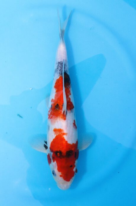 Mrh042     Maruhide      Showa    35cm