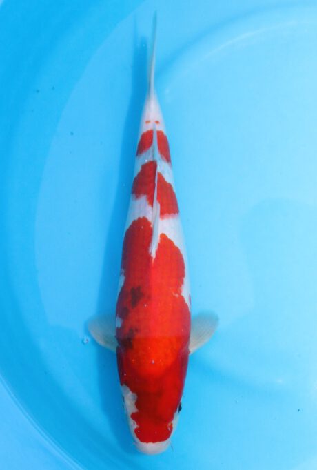 Mrh039     Maruhide      Showa    40cm