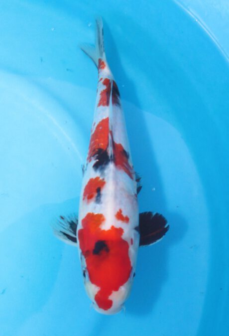 Mrh038     Maruhide      Showa    34cm