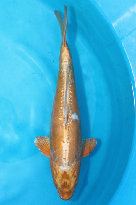 Ikt001     Ikarashi Toshinobu       Doitsu Golden Mukashi      39cm