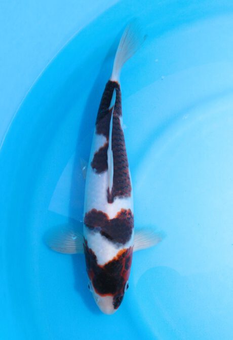 Ogata17        Ogata Koi Farm       Black Budo Koromo  34cm