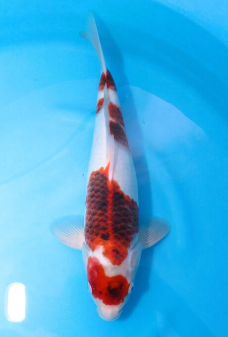 Ogata29        Ogata Koi Farm       Black Budo Koromo  38cm