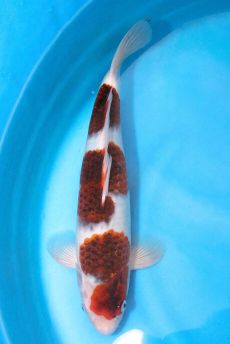 Ogata06        Ogata Koi Farm       Black Budo Koromo  37cm