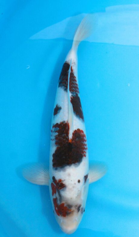 Ogata04        Ogata Koi Farm       Black Budo Koromo  37cm