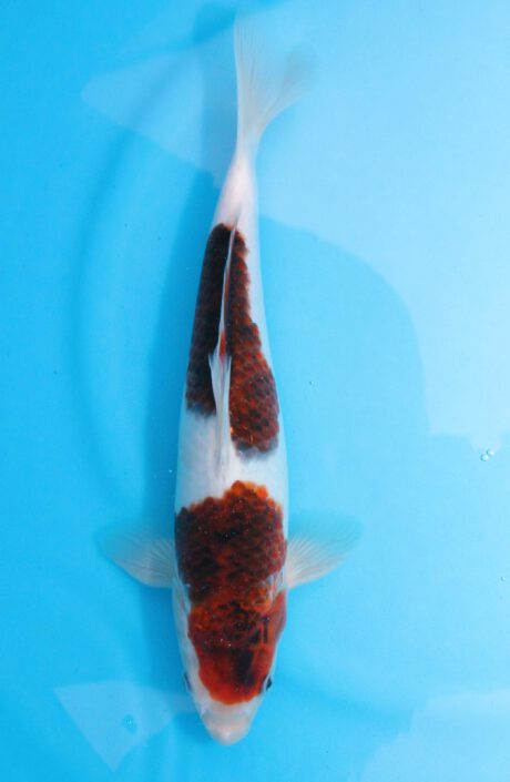 Ogata27        Ogata Koi Farm       Black Budo Koromo  34cm