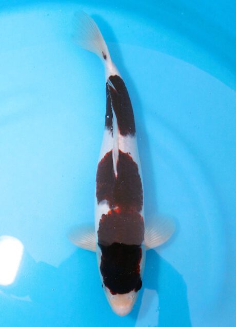 Ogata22        Ogata Koi Farm       Black Budo Koromo  35cm