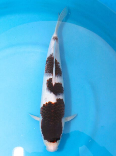 Ogata08      Ogata Koi Farm       Black Budo Koromo  37cm