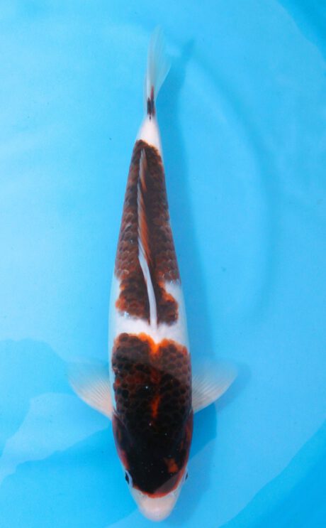 Ogata13      Ogata Koi Farm       Black Budo Koromo     37cm