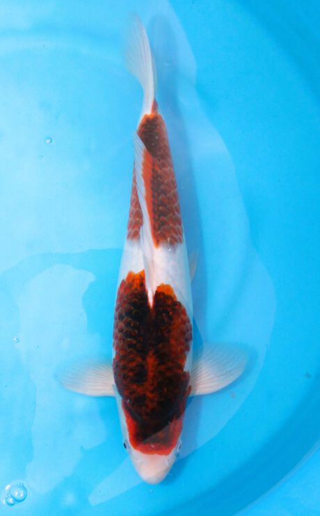 Ogata01      Ogata Koi Farm       Black Budo Koromo     43cm