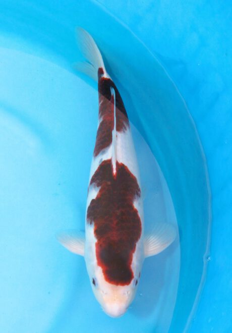 Ogata28       Ogata Koi Farm       Black Budo Koromo     38cm
