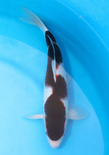 Ogata07       Ogata Koi Farm       Black Budo Koromo     33cm