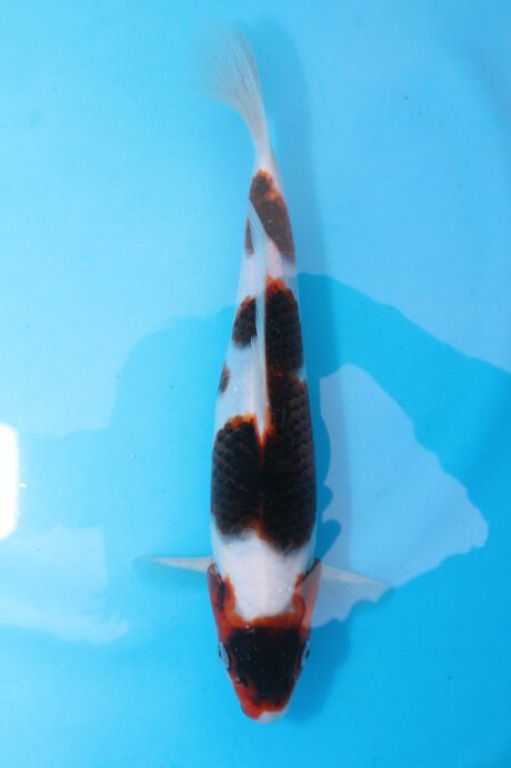 Ogata24       Ogata Koi Farm       Black Budo Koromo     31cm
