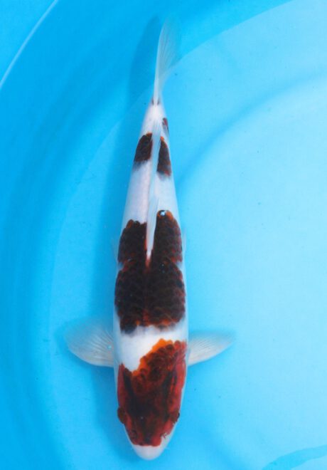 Ogata20       Ogata Koi Farm       Black Budo Koromo     35cm