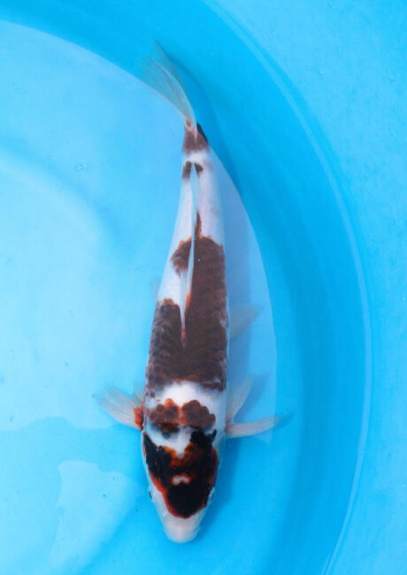 Ogata09       Ogata Koi Farm       Black Budo Koromo     35cm