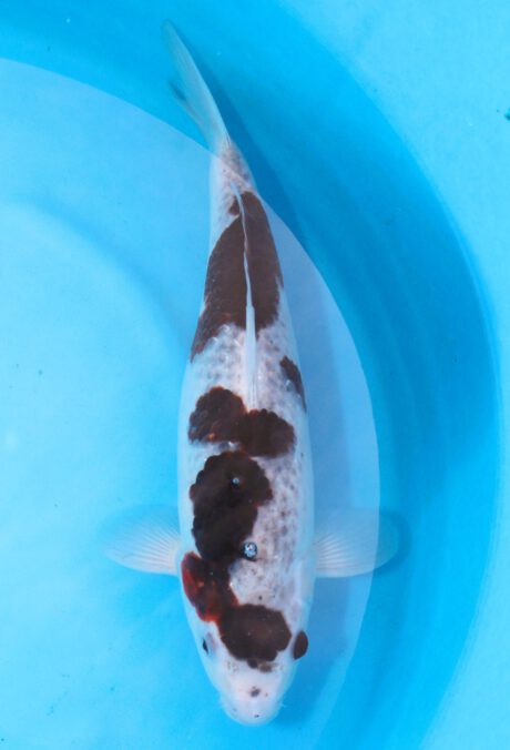 Ogata15      Ogata Koi Farm       Black Budo Koromo    41cm