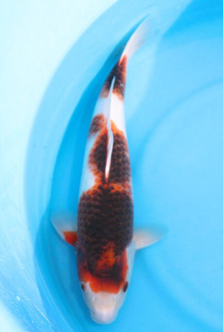 Ogata11      Ogata Koi Farm       Black Budo Koromo    42cm