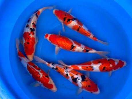 Box024 Sakazume Ginrin Sanke 40-43cm je Koi