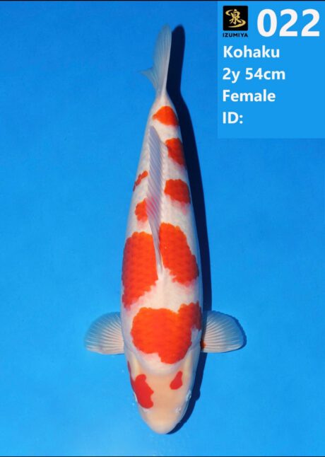 Izu021 Izumiya Kohaku 54cm