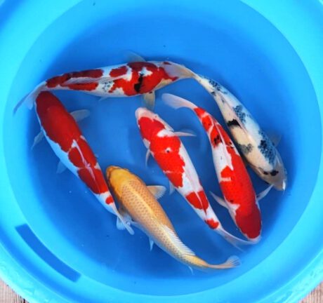 Box015 Maruyju Nisai 42-45cm je Koi