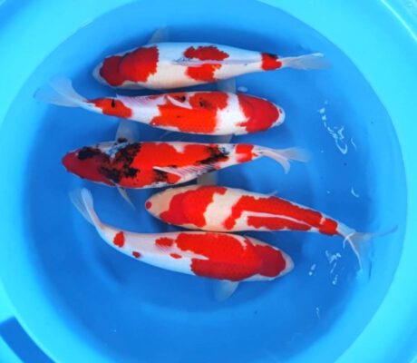 Box013 Maruyju Nisai 45-46cm je Koi