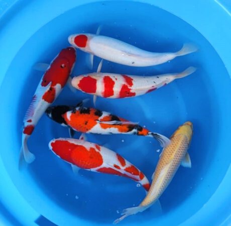 Box014 Maruyju Nisai 42-45cm je Koi