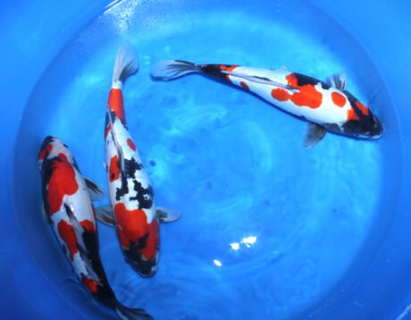 Box019 Shinoda Doitsu Showa Female 42-45 cm