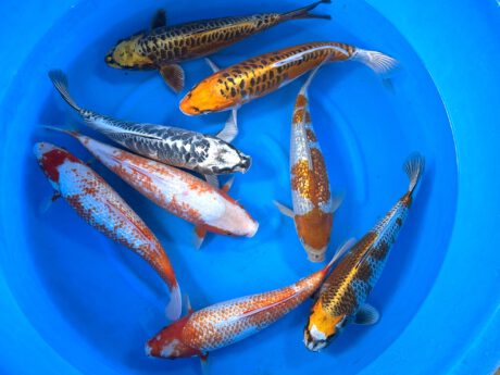 Box011 Ozumi Ikarashi Nisai 35-40cm