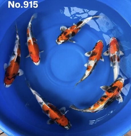 Box012 Takatatsu Kin Showa Nisai 40-44cm je Koi