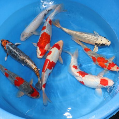 Box010 Aoki Nisai 35-40cm