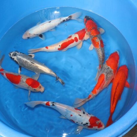 Box009 Aoki Nisai 35-40cm