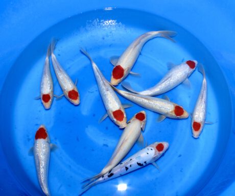 Box016 Shinoda Small Nisai Tancho 22-28cm je Koi